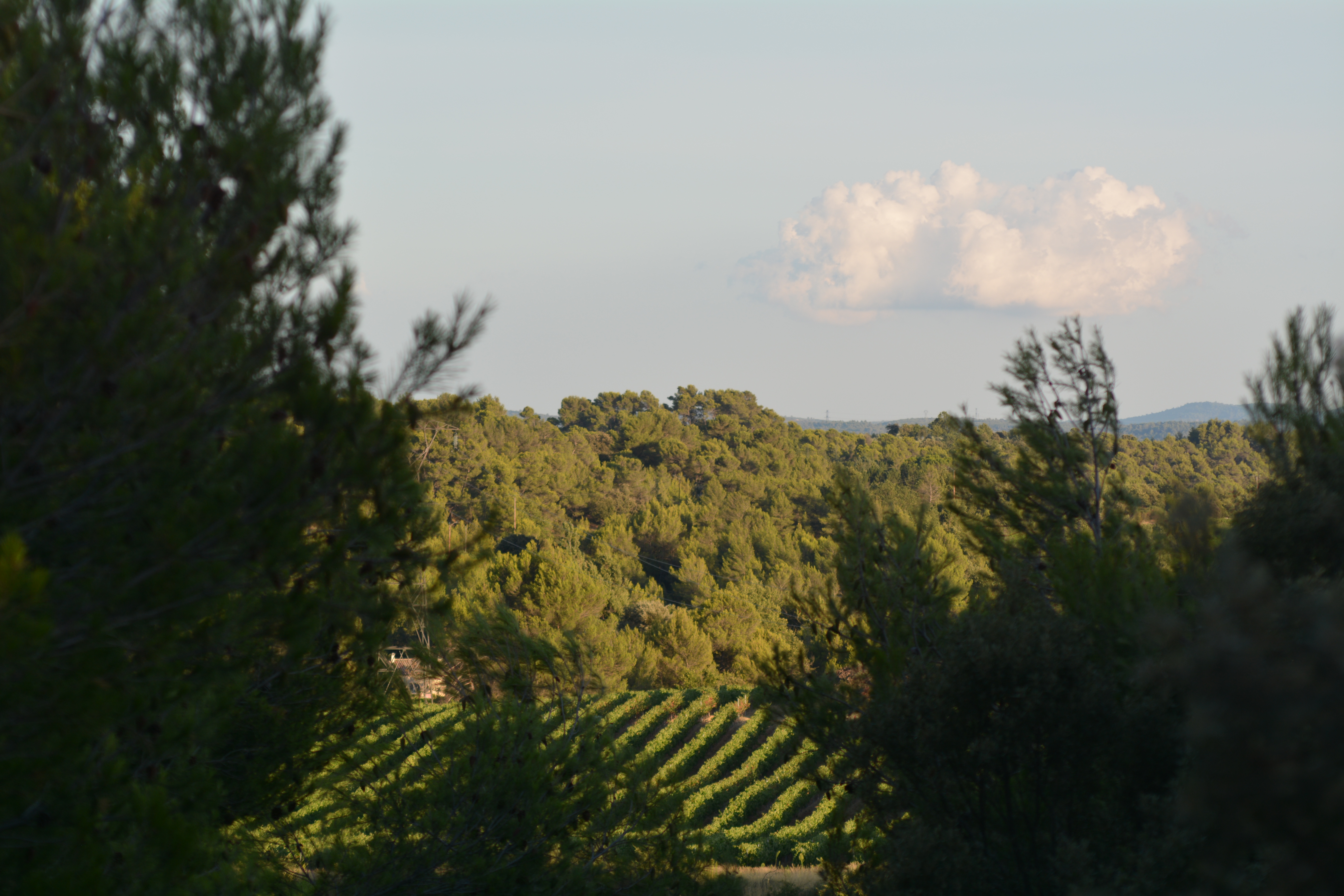 View of vineyards from balcony